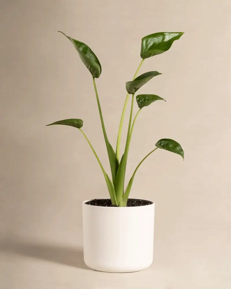 Alocasia 'Tiny Dancer' - Image 8