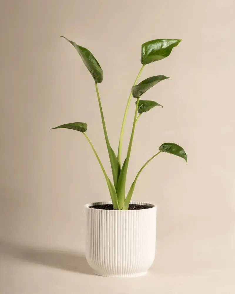 Alocasia 'Tiny Dancer' - Image 9
