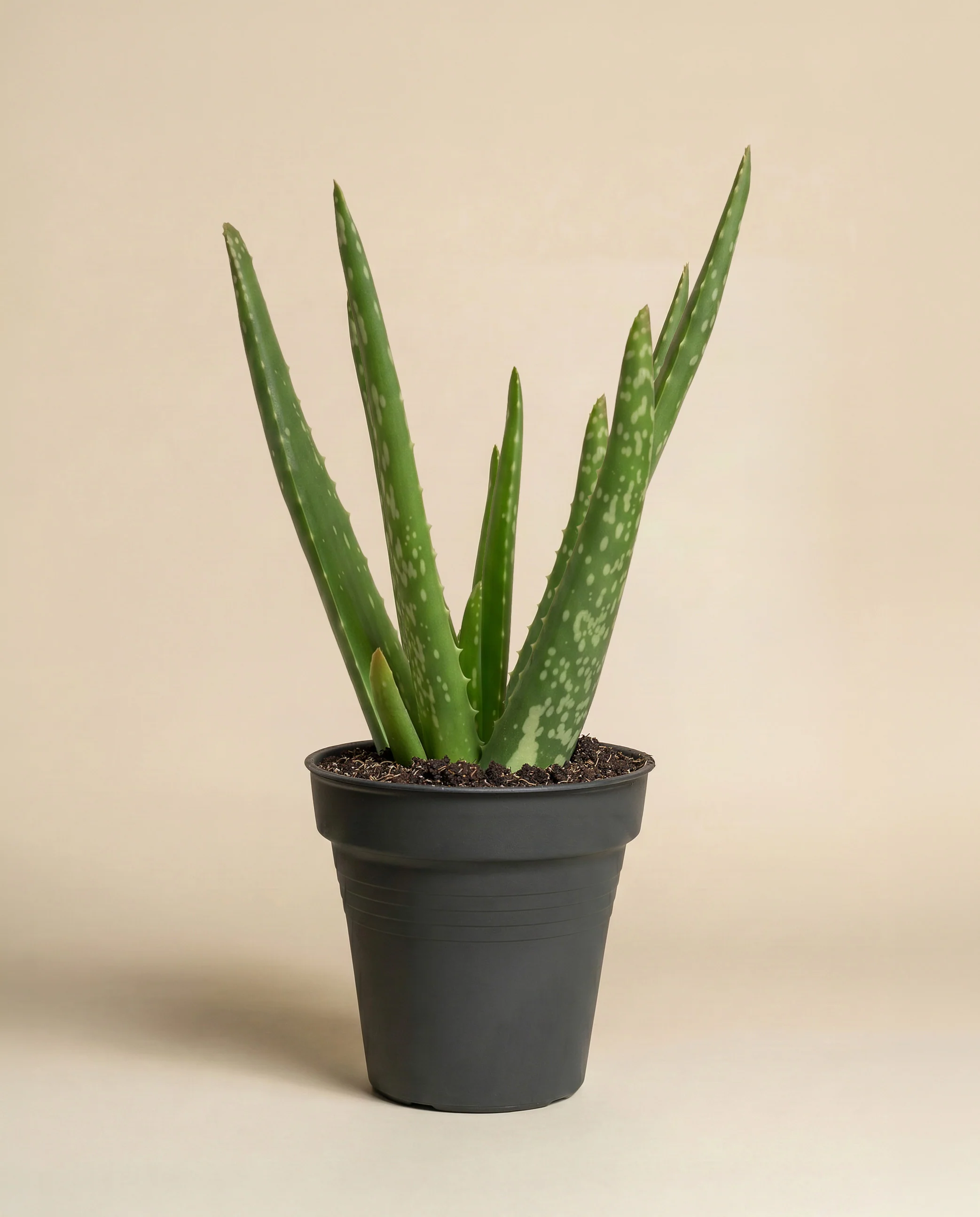Echte Aloe - Image 3