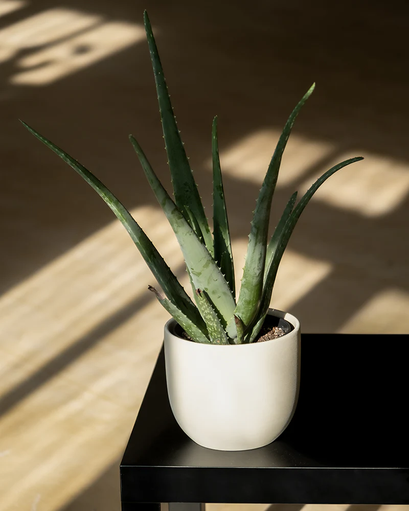 Echte Aloe - Image 4