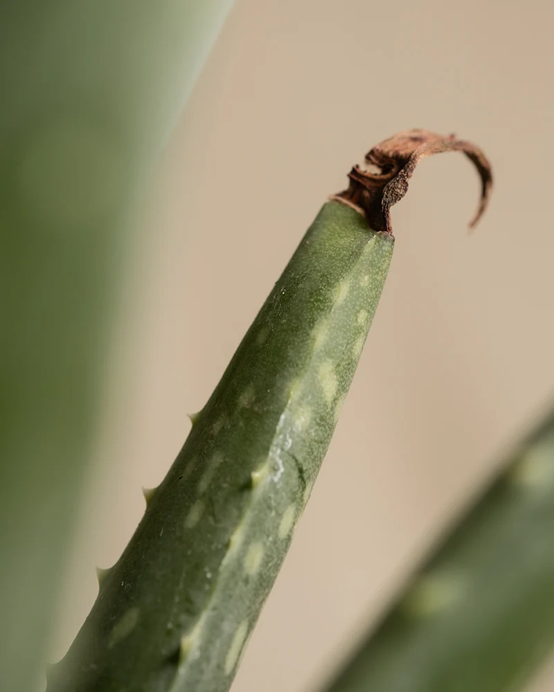 Echte Aloe - Image 5