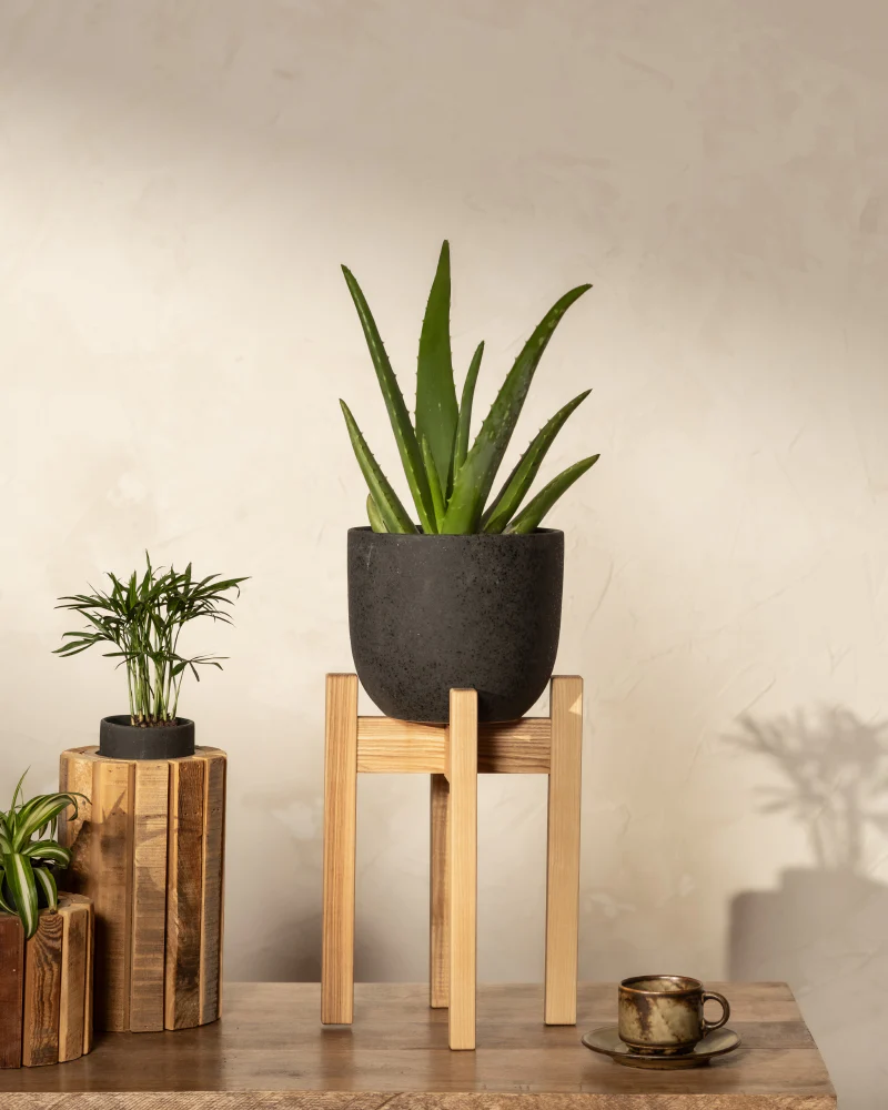Echte Aloe - Image 6