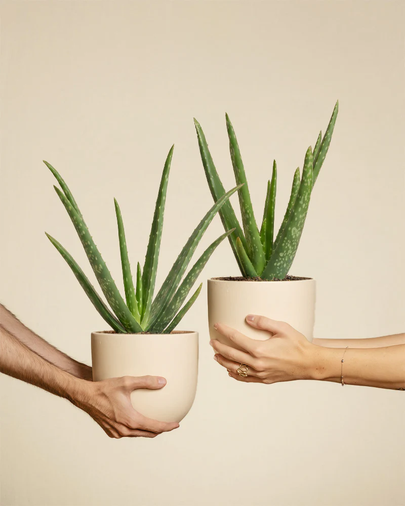 Aloe vera Duo