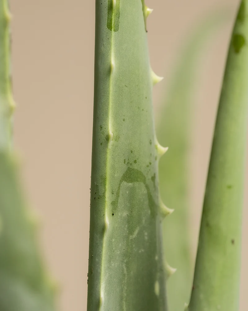Aloe vera Duo - Image 2