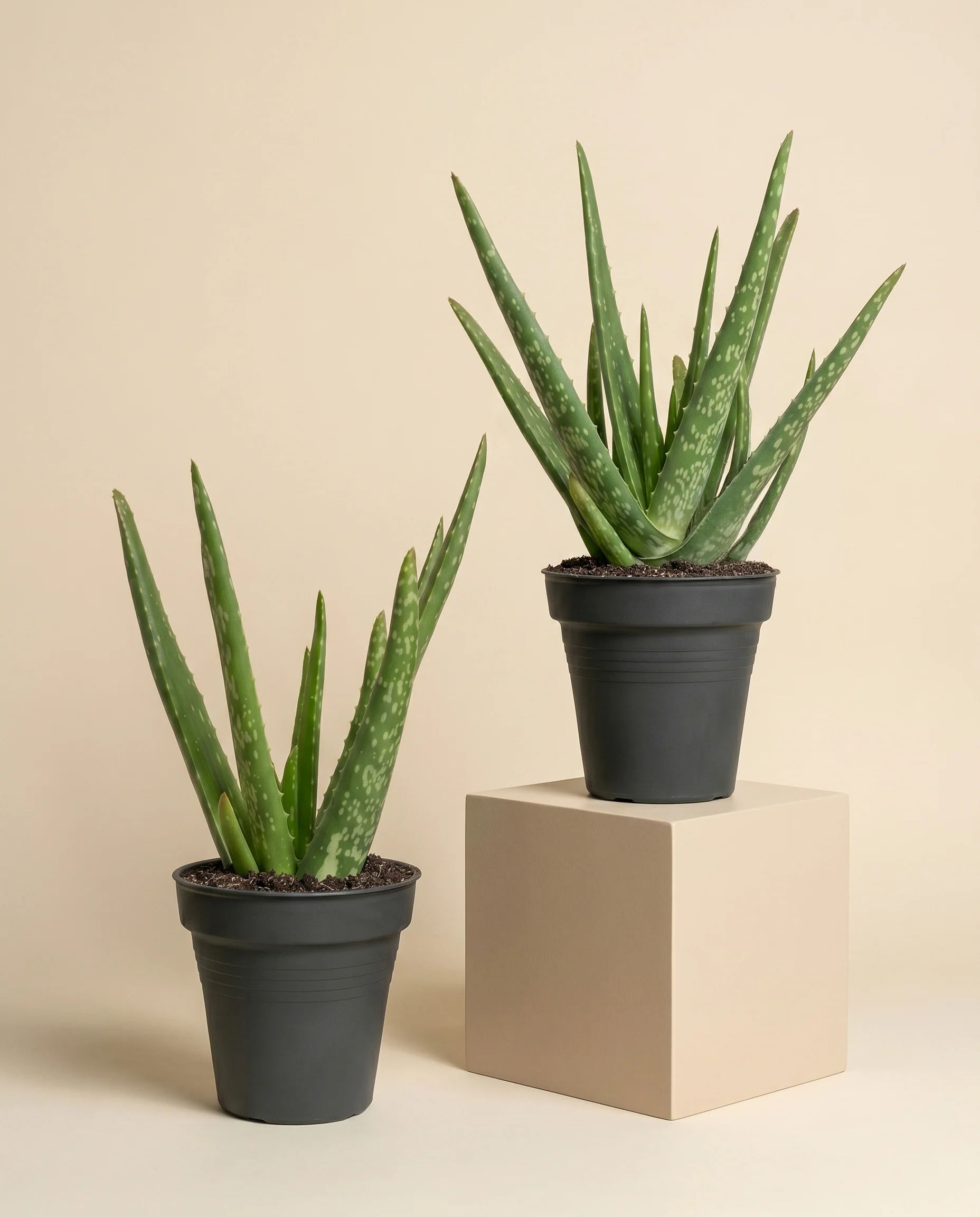 Aloe vera Duo - Image 3