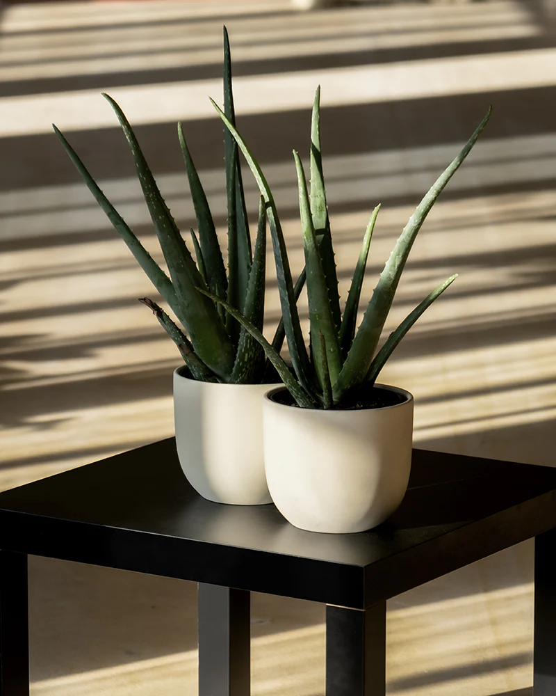 Aloe vera Duo - Image 4