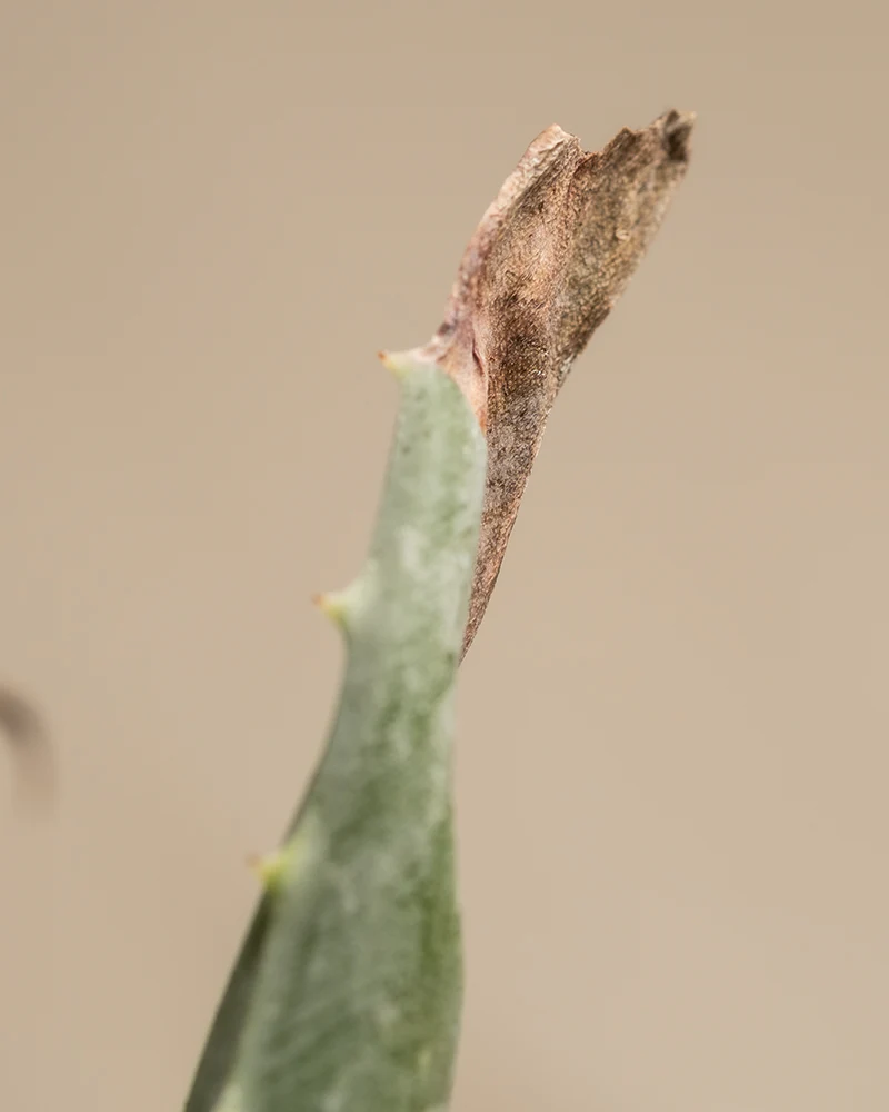 Aloe vera Duo - Image 5
