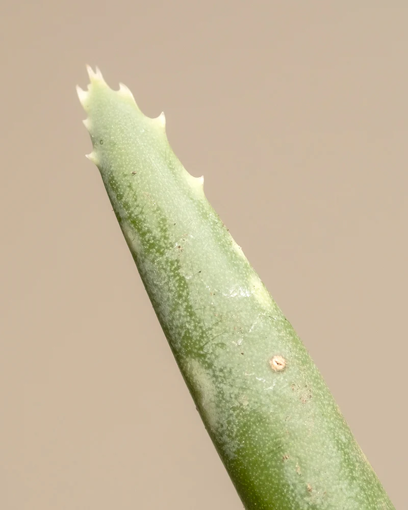 Aloe vera Duo - Image 6