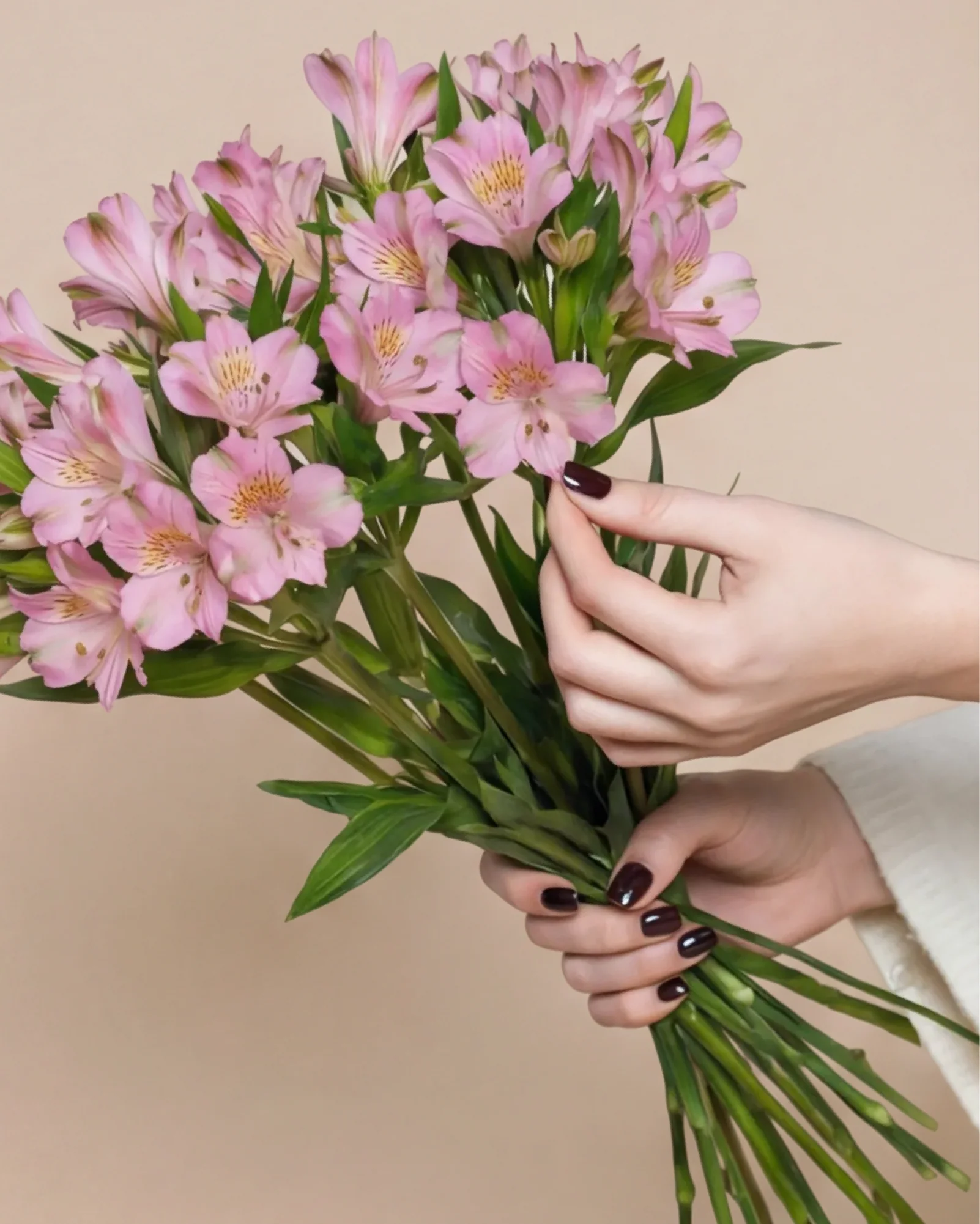 Alstroemeria rosa - Image 10