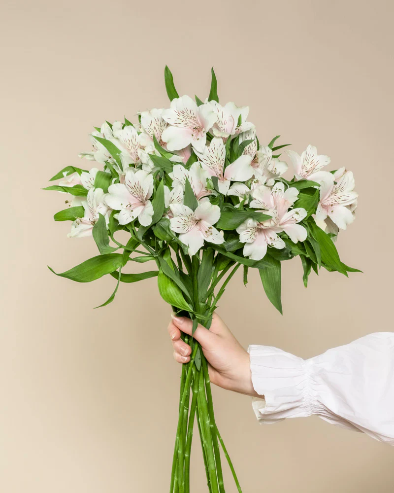 Alstroemeria weiß - Image 3