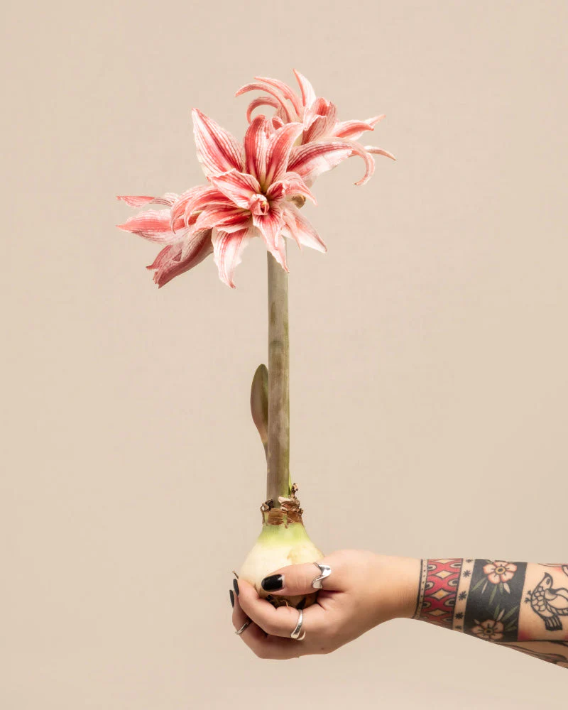 Amaryllis