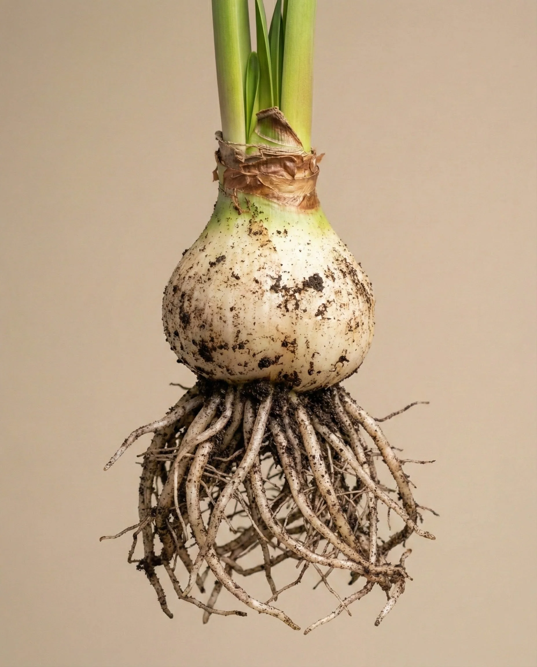 Amaryllis - Image 10