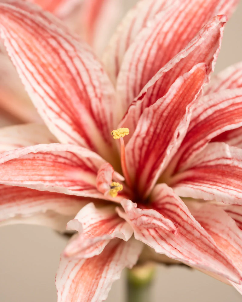 Amaryllis - Image 2