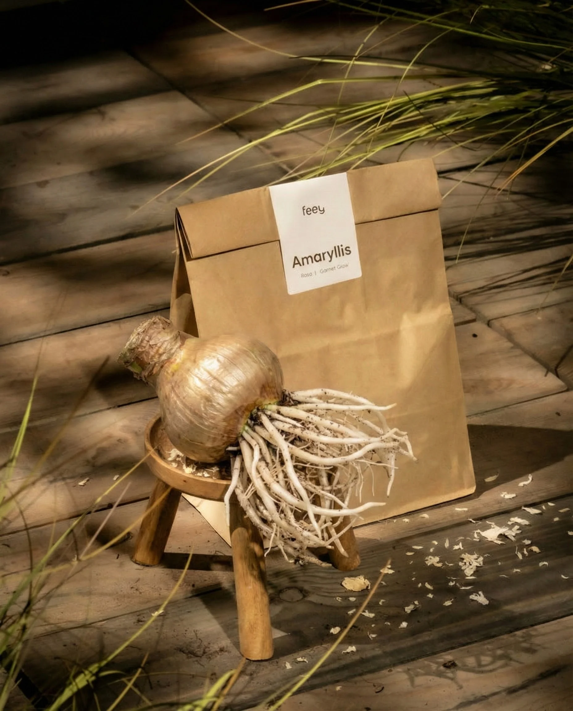 Amaryllis - Image 3