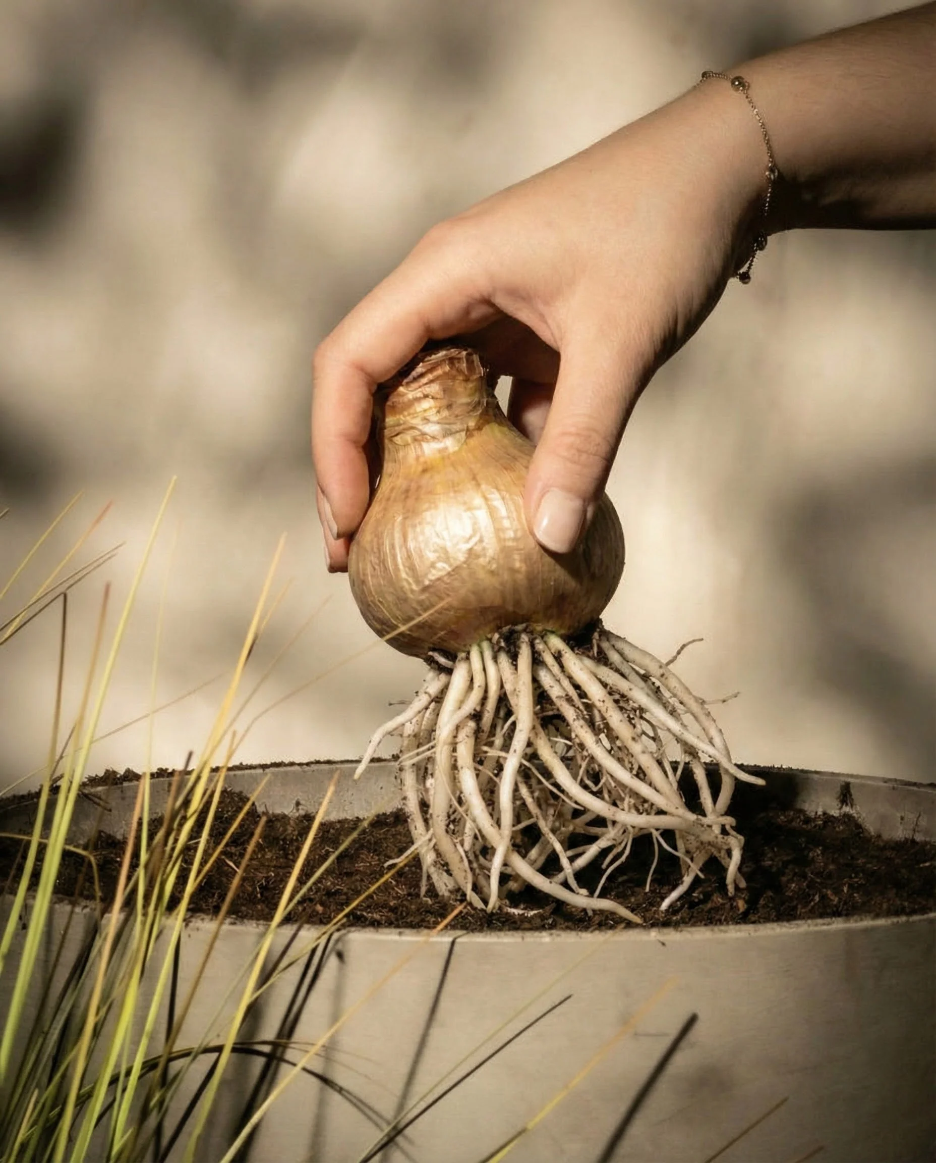 Amaryllis - Image 4