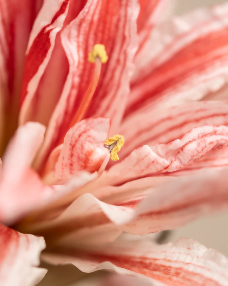 Amaryllis - Image 6