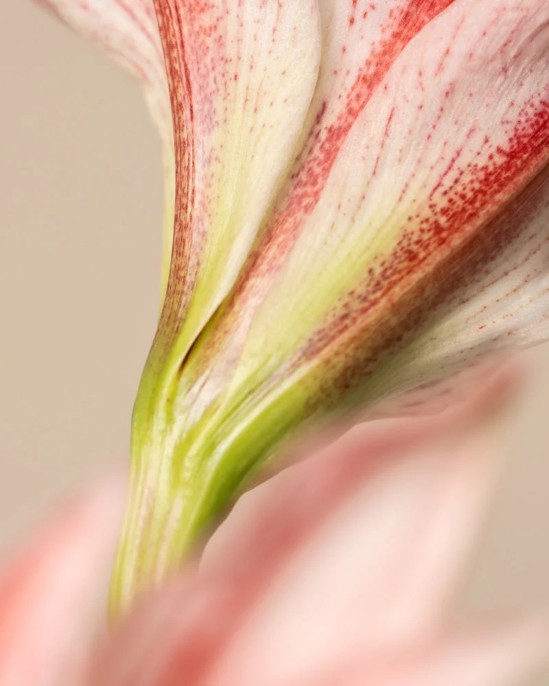 Amaryllis - Image 7