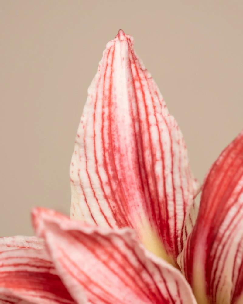 Amaryllis - Image 8