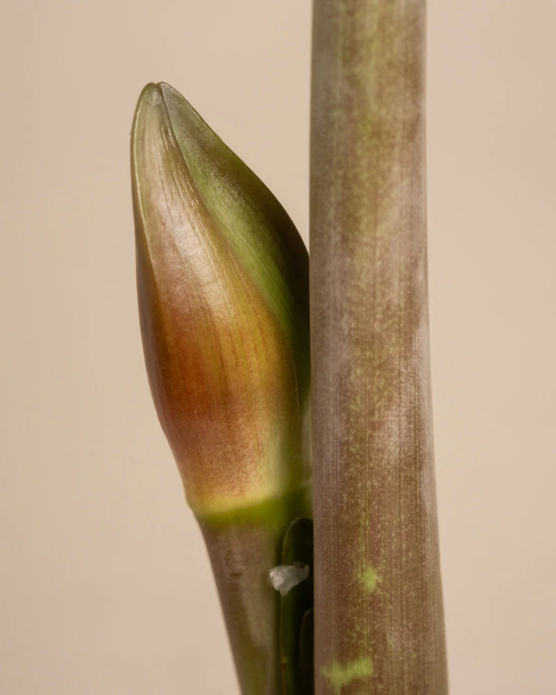 Amaryllis - Image 9