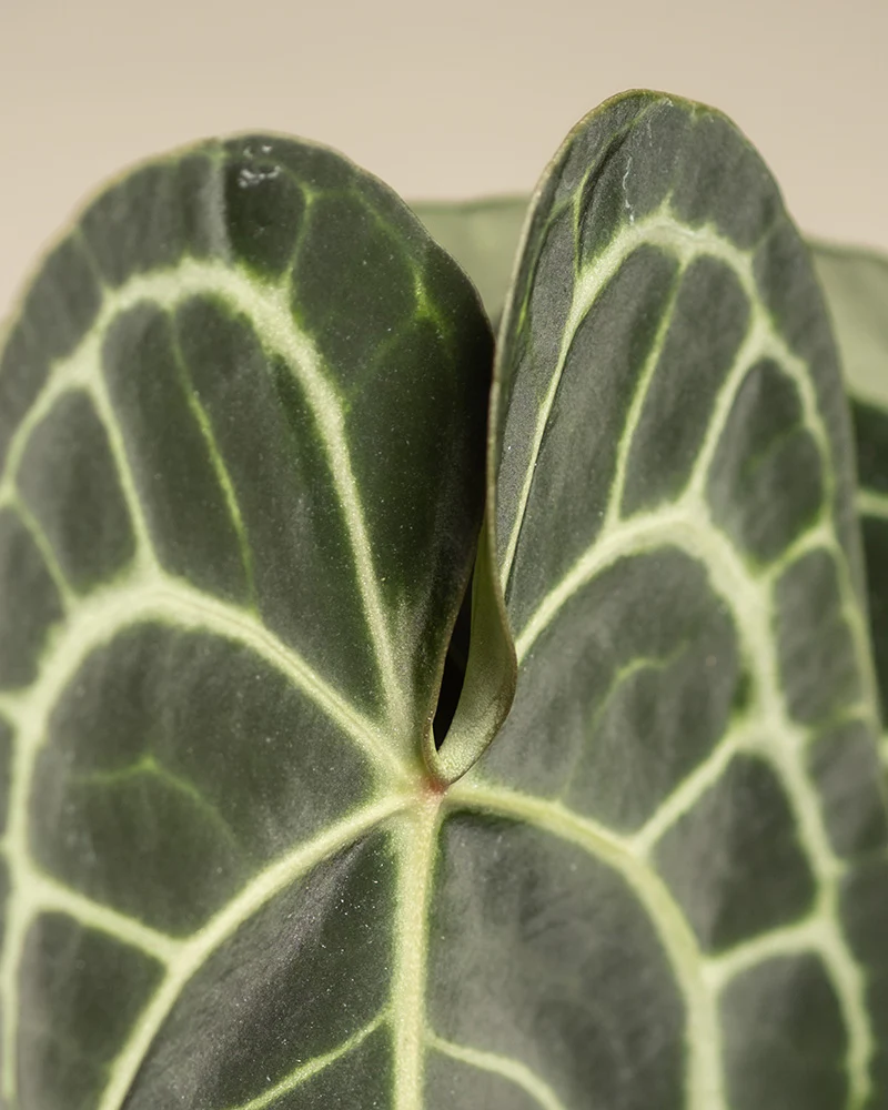 Anthurium clarinervium - Image 11