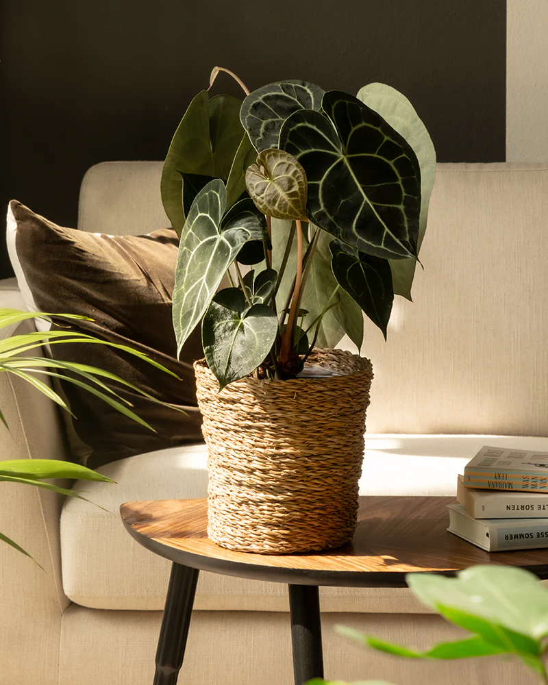 Anthurium clarinervium - Image 12