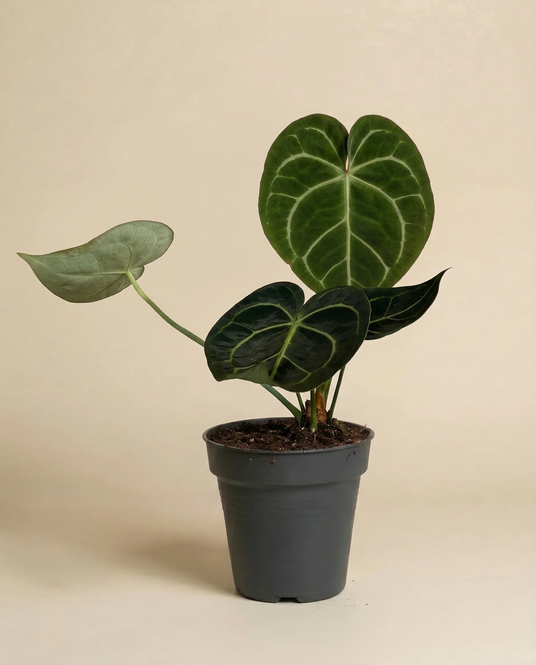 Anthurium clarinervium - Image 3