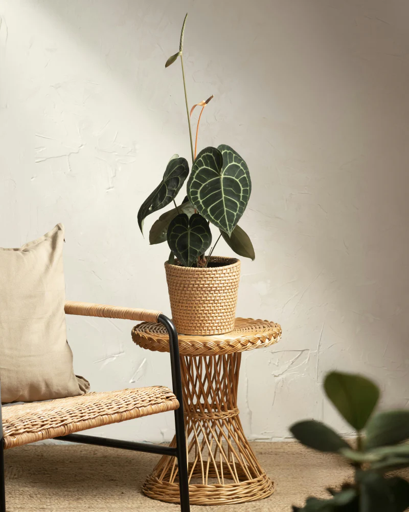 Anthurium clarinervium - Image 4