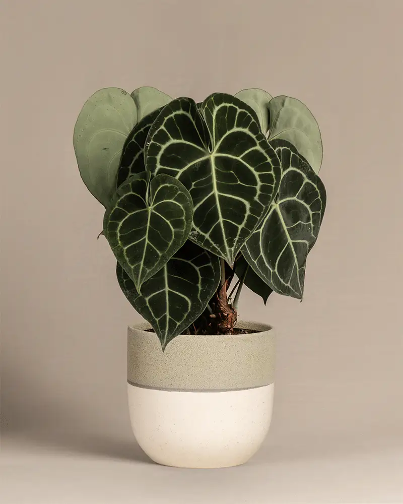 Anthurium clarinervium - Image 5