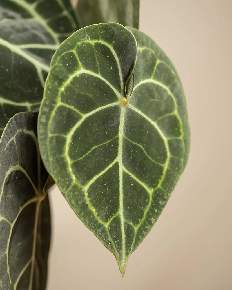 Anthurium clarinervium - Image 8