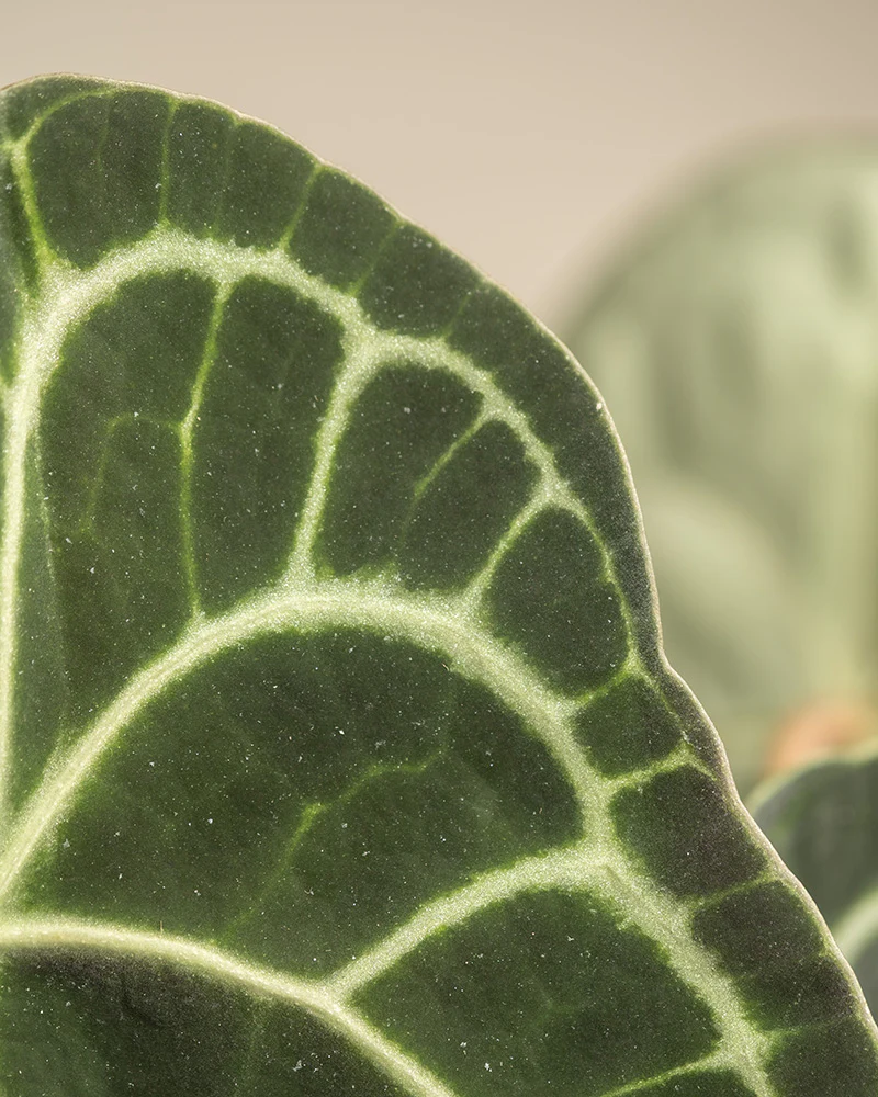 Anthurium clarinervium - Image 9