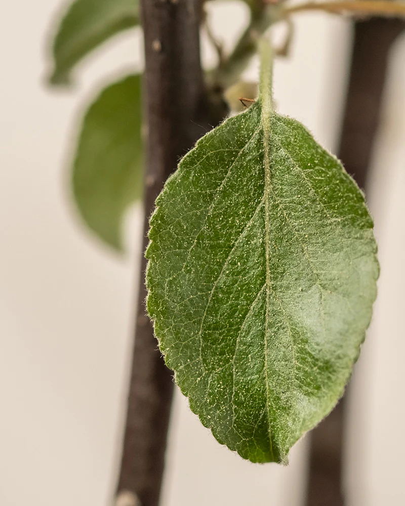 Apfelbaum - Image 10