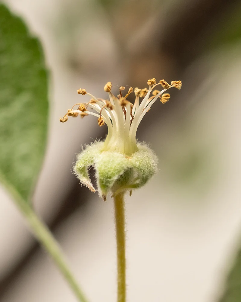 Apfelbaum - Image 11
