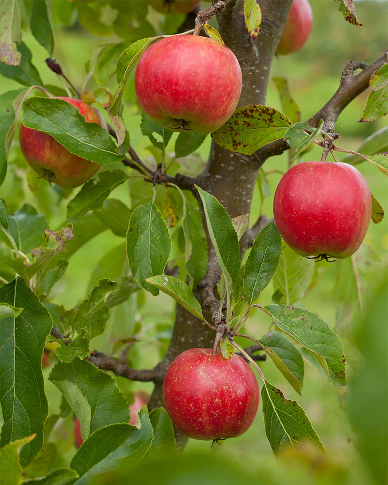 Apfelbaum - Image 2