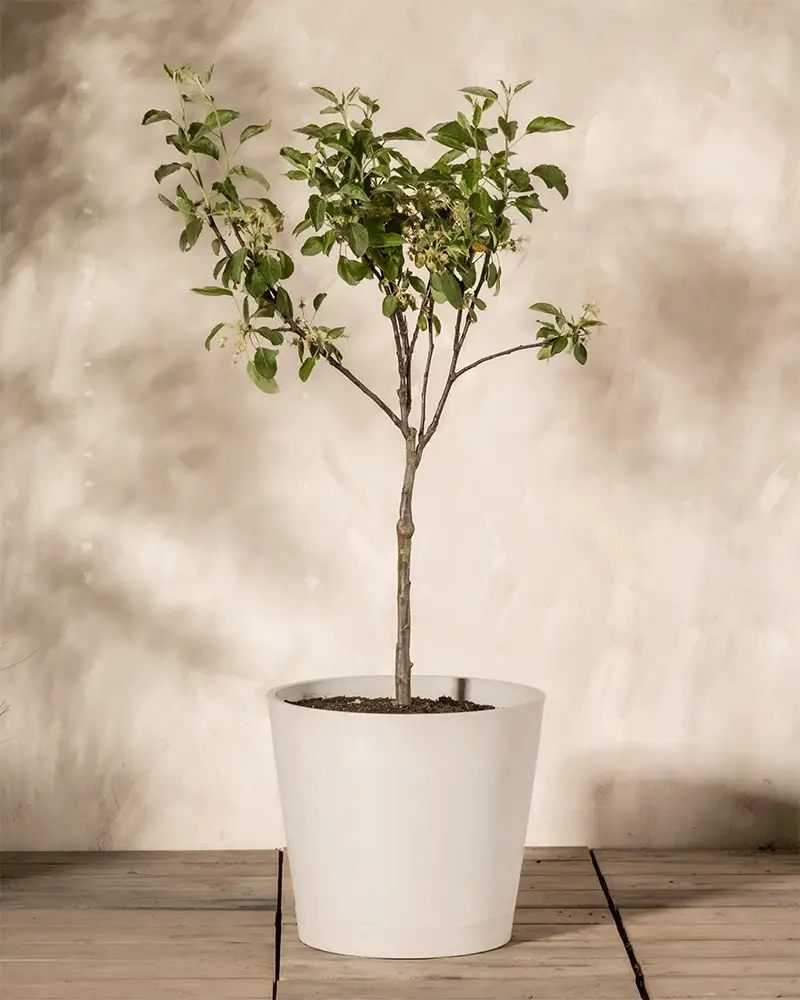 Apfelbaum - Image 5