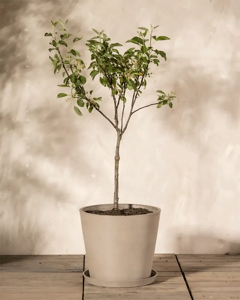 Apfelbaum - Image 6