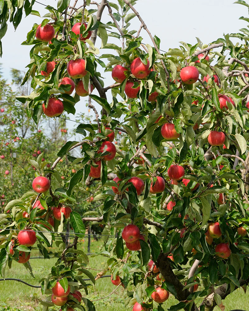 Apfelbaum - Image 8