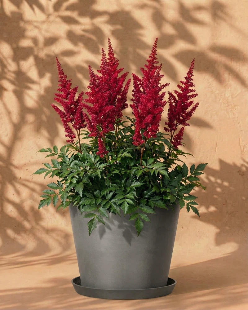 Astilbe (pink) - Image 5