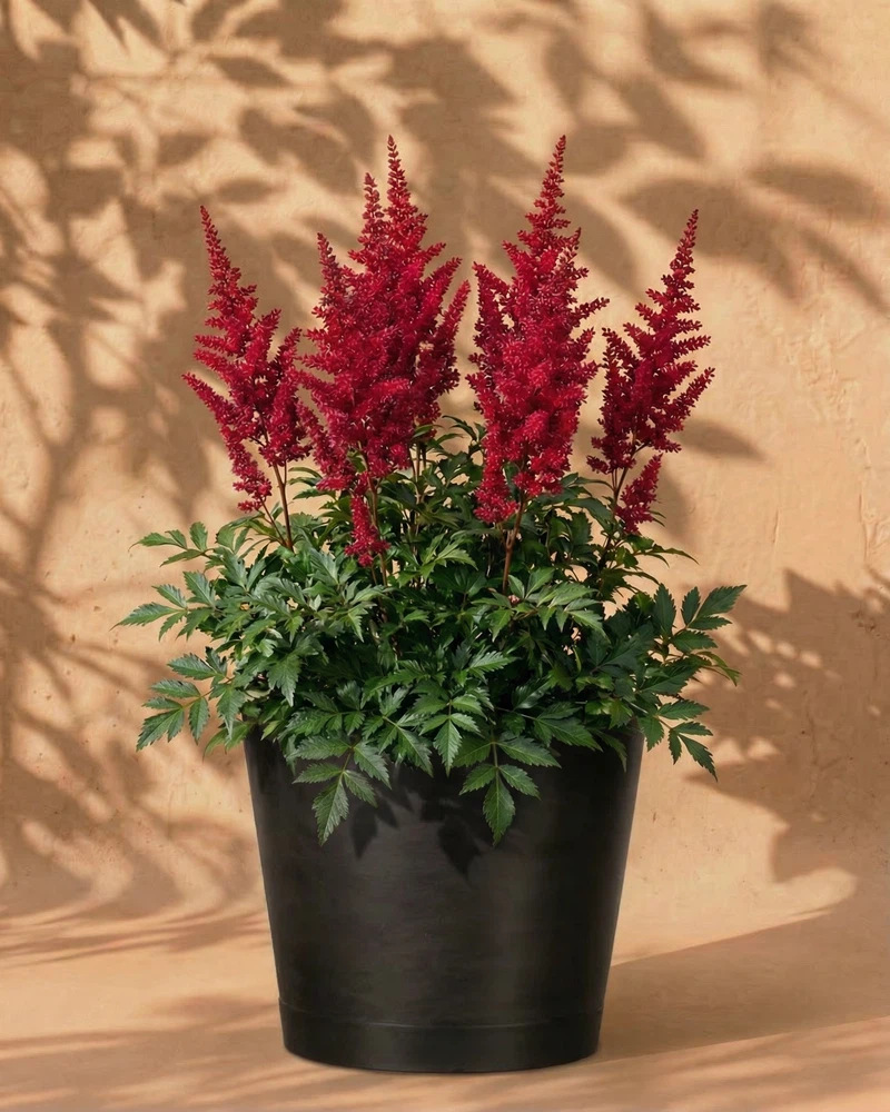 Astilbe (pink) - Image 6