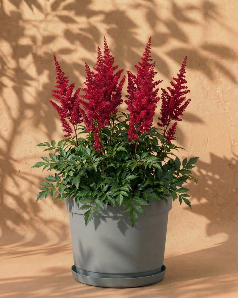 Astilbe (pink) - Image 7