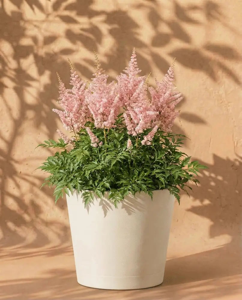 Astilbe (rosa) - Image 6