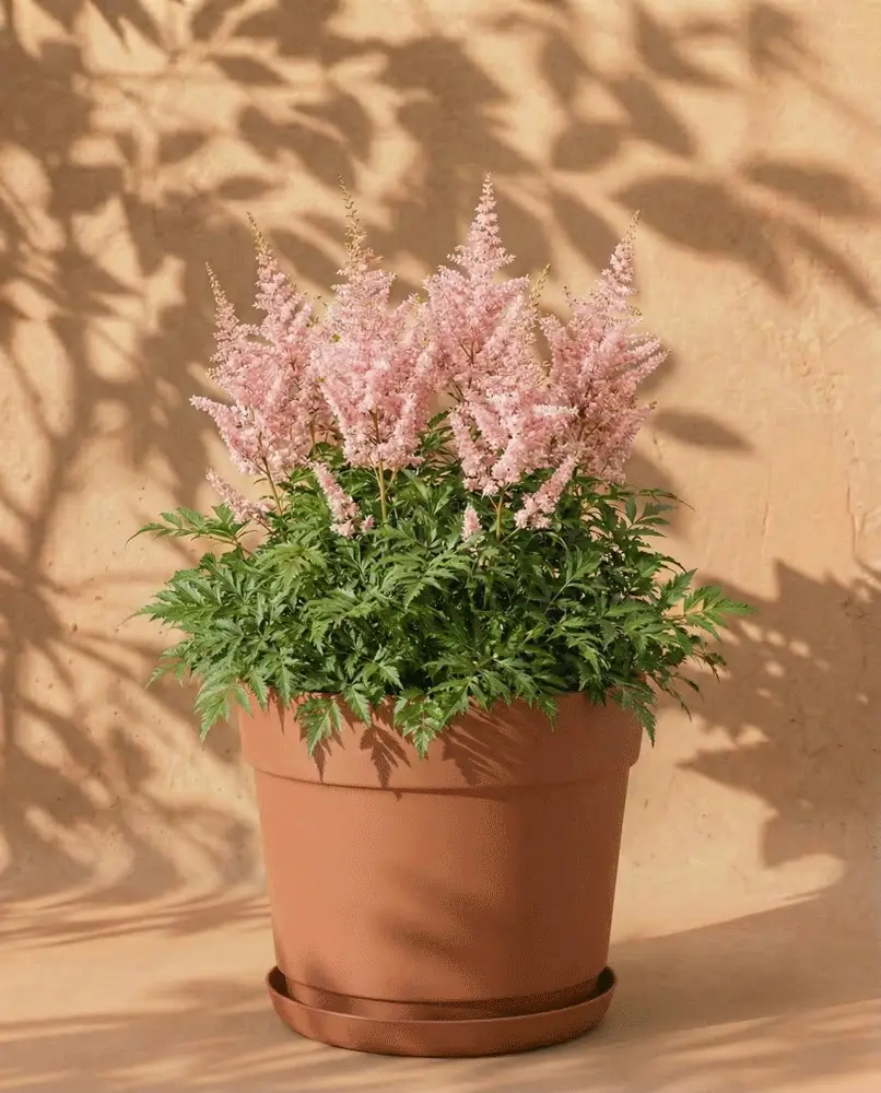Astilbe (rosa) - Image 7
