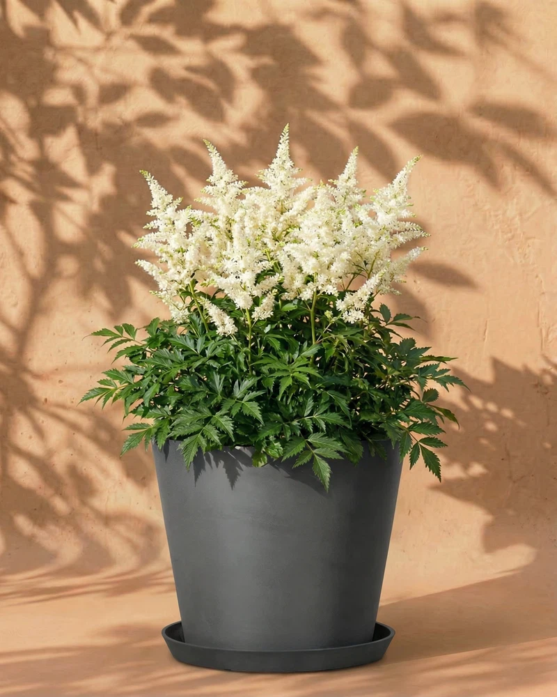 Astilbe (weiß) - Image 5