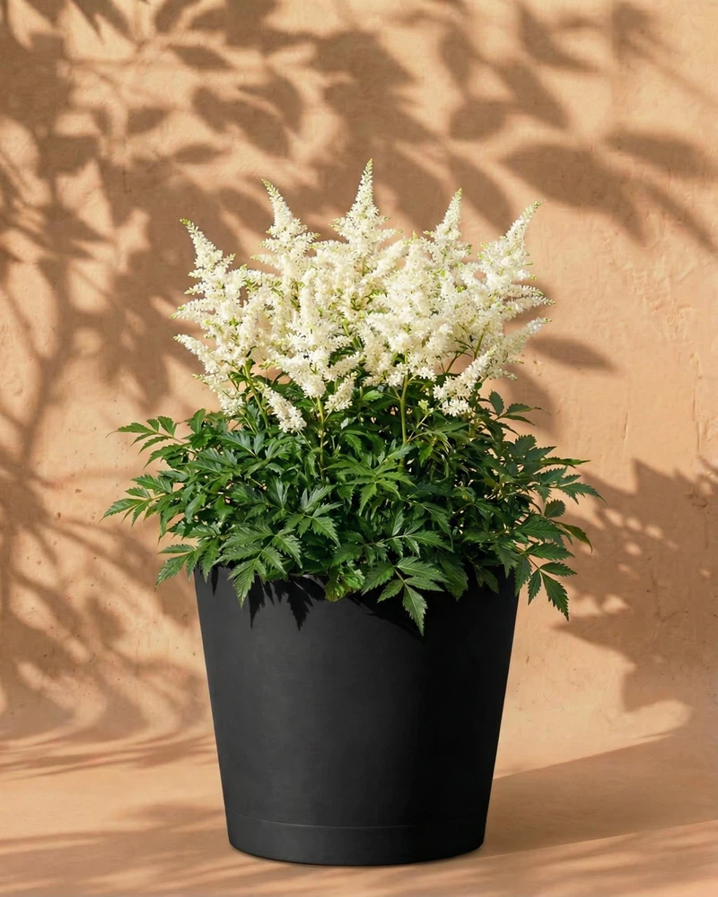 Astilbe (weiß) - Image 6