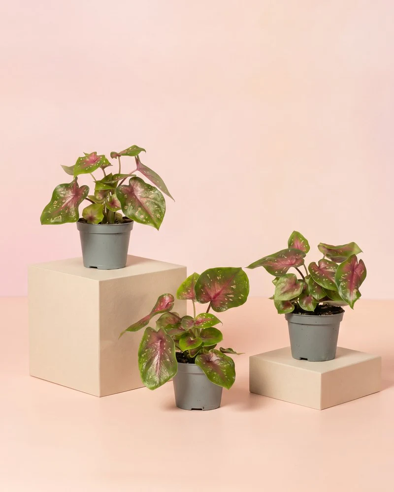 Baby Caladium 'Casey' (3er Set) - Image 3