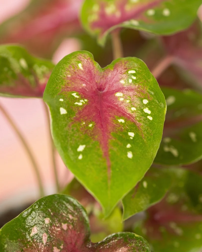 Baby Caladium 'Casey' (3er Set) - Image 4