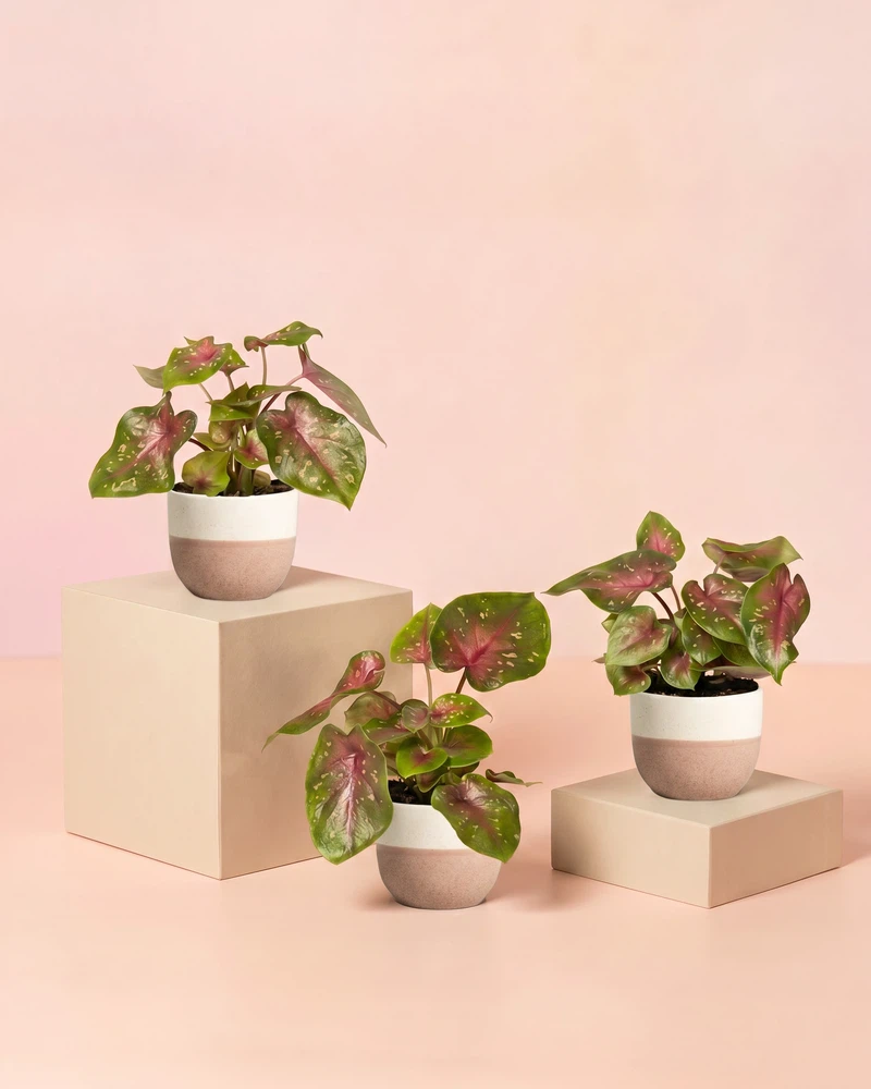 Baby Caladium 'Casey' (3er Set) - Image 5