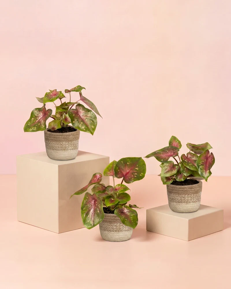 Baby Caladium 'Casey' (3er Set) - Image 7