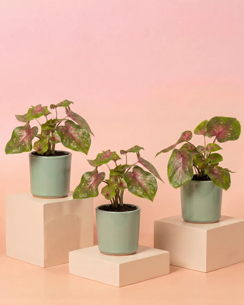 Baby Caladium 'Casey' (3er Set) - Image 8