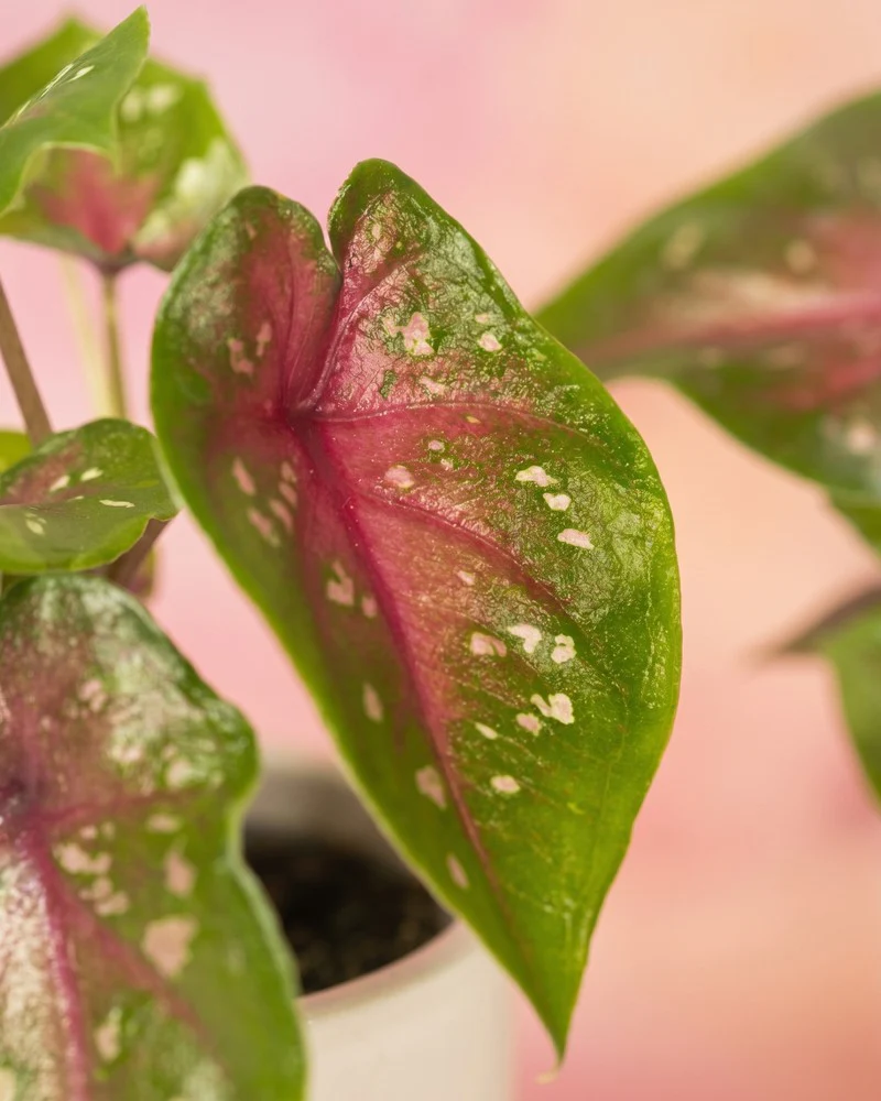Baby Caladium gemischt (3er Set) - Image 11