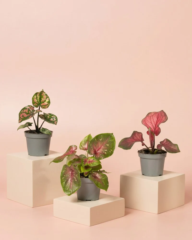 Baby Caladium gemischt (3er Set) - Image 3